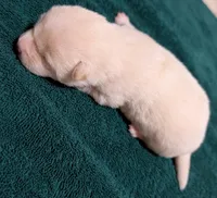 Cooper, a male Shiba Inu for sale in Myrtle, MO – Photo 4 of 4