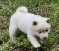Clyde, a male Shiba Inu for sale in Myrtle, MO – 4 of 6