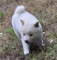 Cody, a male Shiba Inu for sale in Myrtle, MO – 4 of 6