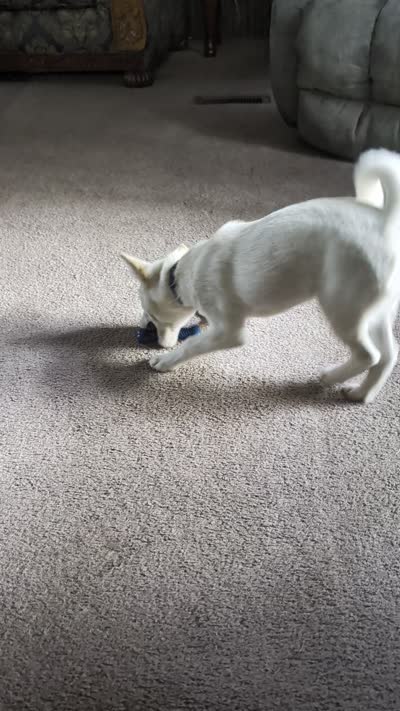 Cody, a male Shiba Inu for sale in Myrtle, MO – 6 of 6