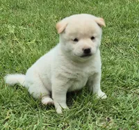 Casper, a male Shiba Inu for sale in Myrtle, MO – 3 of 6