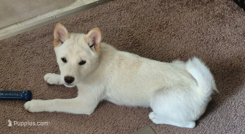 Cody – Shiba Inu puppy for sale in Myrtle, MO