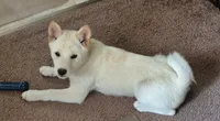 Cody, a male Shiba Inu for sale in Myrtle, MO – 1 of 6
