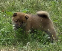 Copper, a male Shiba Inu for sale in Myrtle, MO – 2 of 6