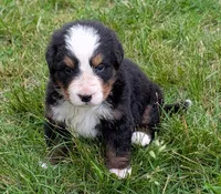 Caiden, a male Bernese Mountain Dog for sale in Myrtle, MO – 7 of 8