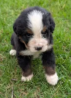 Corey, a male Bernese Mountain Dog for sale in Myrtle, MO – 5 of 10