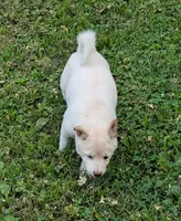 Casper, a male Shiba Inu for sale in Myrtle, MO – 4 of 5