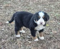 Orsa, a female Bernese Mountain Dog for sale in Myrtle, MO – Photo 2 of 3