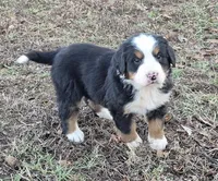 Orsa, a female Bernese Mountain Dog for sale in Myrtle, MO – Photo 1 of 3