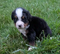 Chandler, a male Bernese Mountain Dog for sale in Myrtle, MO – 7 of 10