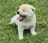 Casper, a male Shiba Inu for sale in Myrtle, MO – 6 of 6