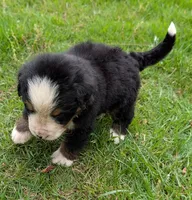 Carlos, a male Bernese Mountain Dog for sale in Myrtle, MO – 4 of 6