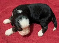 Ursula, a female Bernese Mountain Dog for sale in Myrtle, MO – Photo 2 of 4