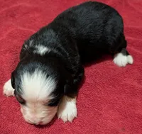 Ursula, a female Bernese Mountain Dog for sale in Myrtle, MO – Photo 3 of 4