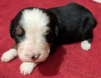 Ursula, a female Bernese Mountain Dog for sale in Myrtle, MO – Photo 1 of 4