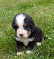 Corey, a male Bernese Mountain Dog for sale in Myrtle, MO – 8 of 10