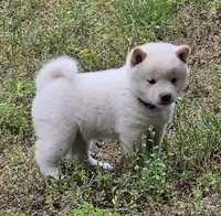 Cody, a male Shiba Inu for sale in Myrtle, MO – 2 of 6