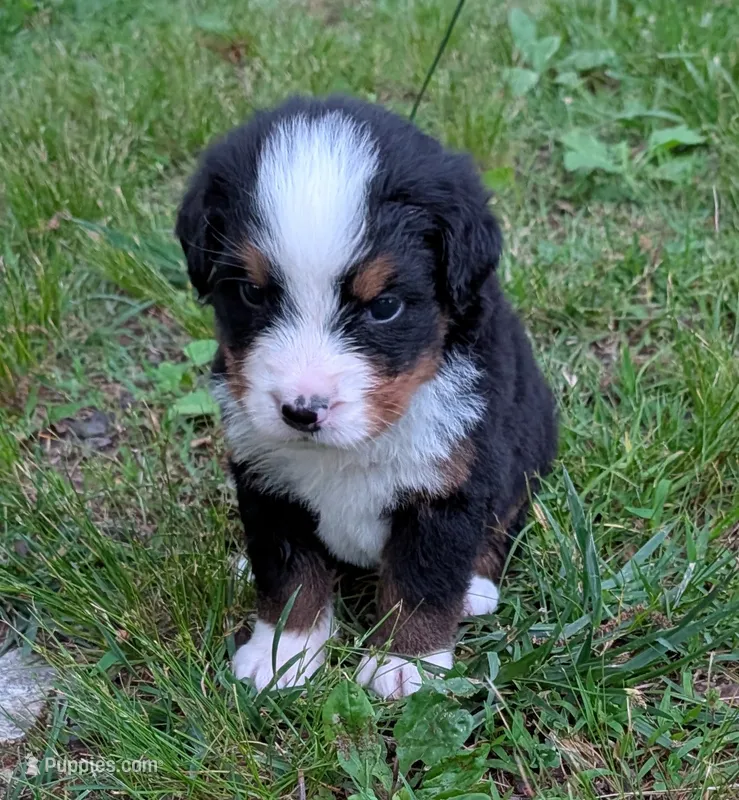 Chandler – Bernese Mountain Dog puppy for sale in Myrtle, MO