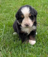 Carlos, a male Bernese Mountain Dog for sale in Myrtle, MO – 3 of 6