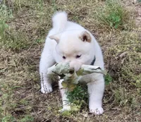 Clyde, a male Shiba Inu for sale in Myrtle, MO – 3 of 6