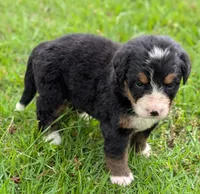 Connie, a female Bernese Mountain Dog for sale in Myrtle, MO – 5 of 7