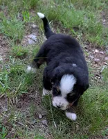 Chandler, a male Bernese Mountain Dog for sale in Myrtle, MO – 8 of 10