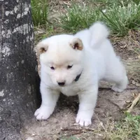 Clyde, a male Shiba Inu for sale in Myrtle, MO – 2 of 6