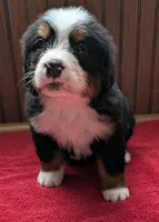 processed/ce2953b4-39e8-4517-8a51-6909fd0d134c/listing/90198a01-af9c-4ac9-b21d-cf2415d26e8c/1382664c-6a2e-4f8e-9087-322d9097d415