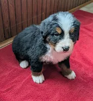 processed/ce2953b4-39e8-4517-8a51-6909fd0d134c/listing/90198a01-af9c-4ac9-b21d-cf2415d26e8c/2cf74fe0-f91d-419d-9bd6-34fd06ca9f7f