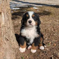 Koda, a female Bernese Mountain Dog for sale in Myrtle, MO – Photo 1 of 3