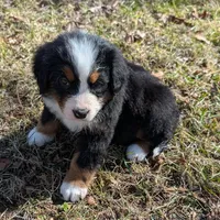 Koda, a female Bernese Mountain Dog for sale in Myrtle, MO – Photo 3 of 3