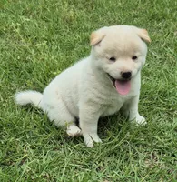 Casper, a male Shiba Inu for sale in Myrtle, MO – 5 of 6