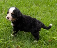Corey, a male Bernese Mountain Dog for sale in Myrtle, MO – 3 of 10