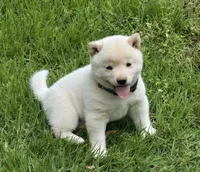 Clyde, a male Shiba Inu for sale in Myrtle, MO – 5 of 6
