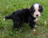 Corey, a male Bernese Mountain Dog for sale in Myrtle, MO – 9 of 10