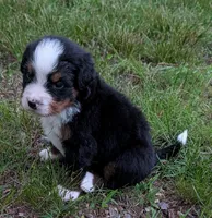 Chandler, a male Bernese Mountain Dog for sale in Myrtle, MO – 9 of 10