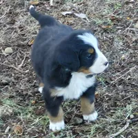 Calysta, a female Bernese Mountain Dog for sale in Myrtle, MO – Photo 3 of 3