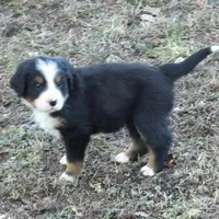Calysta, a female Bernese Mountain Dog for sale in Myrtle, MO – Photo 2 of 3