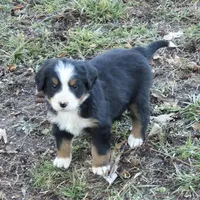 Calysta, a female Bernese Mountain Dog for sale in Myrtle, MO – Photo 1 of 3