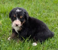 Connie, a female Bernese Mountain Dog for sale in Myrtle, MO – 3 of 7