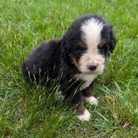 Corey, a male Bernese Mountain Dog for sale in Myrtle, MO – 7 of 10