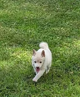 Casper, a male Shiba Inu for sale in Myrtle, MO – 3 of 5