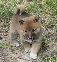 Copper, a male Shiba Inu for sale in Myrtle, MO – 6 of 6