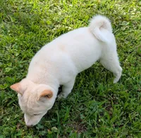 Casper, a male Shiba Inu for sale in Myrtle, MO – 5 of 5