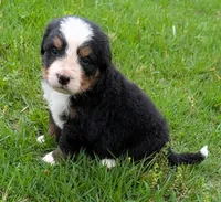 Caiden, a male Bernese Mountain Dog for sale in Myrtle, MO – 6 of 8