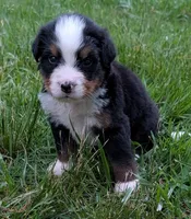 Chandler, a male Bernese Mountain Dog for sale in Myrtle, MO – 2 of 10