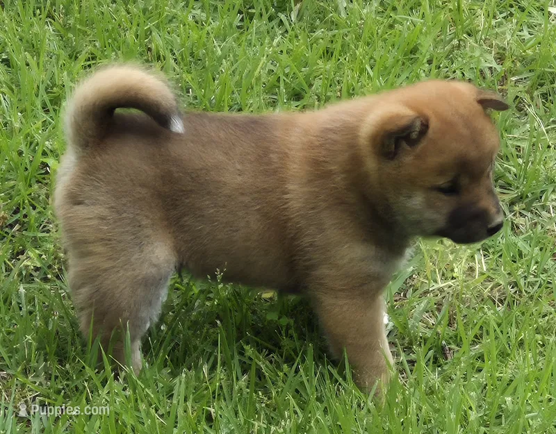 Copper – Shiba Inu puppy for sale in Myrtle, MO