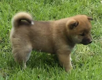 Copper, a male Shiba Inu for sale in Myrtle, MO – 1 of 6