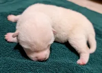 Chase, a male Shiba Inu for sale in Myrtle, MO – Photo 3 of 6