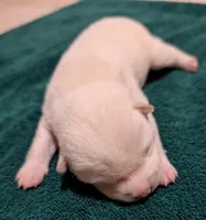 Chase, a male Shiba Inu for sale in Myrtle, MO – Photo 5 of 6